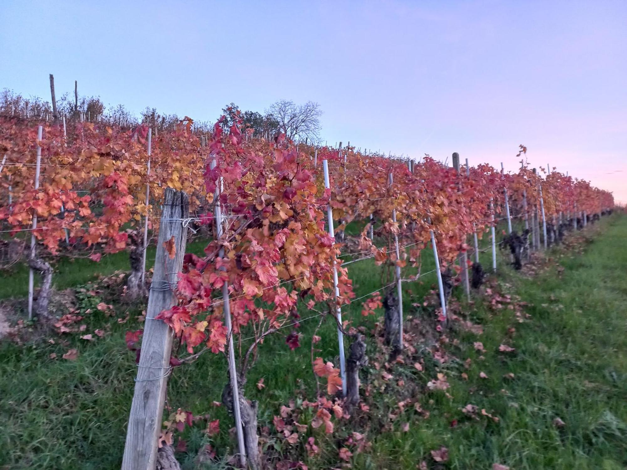 Villa La Briccola Diano dʼAlba Esterno foto