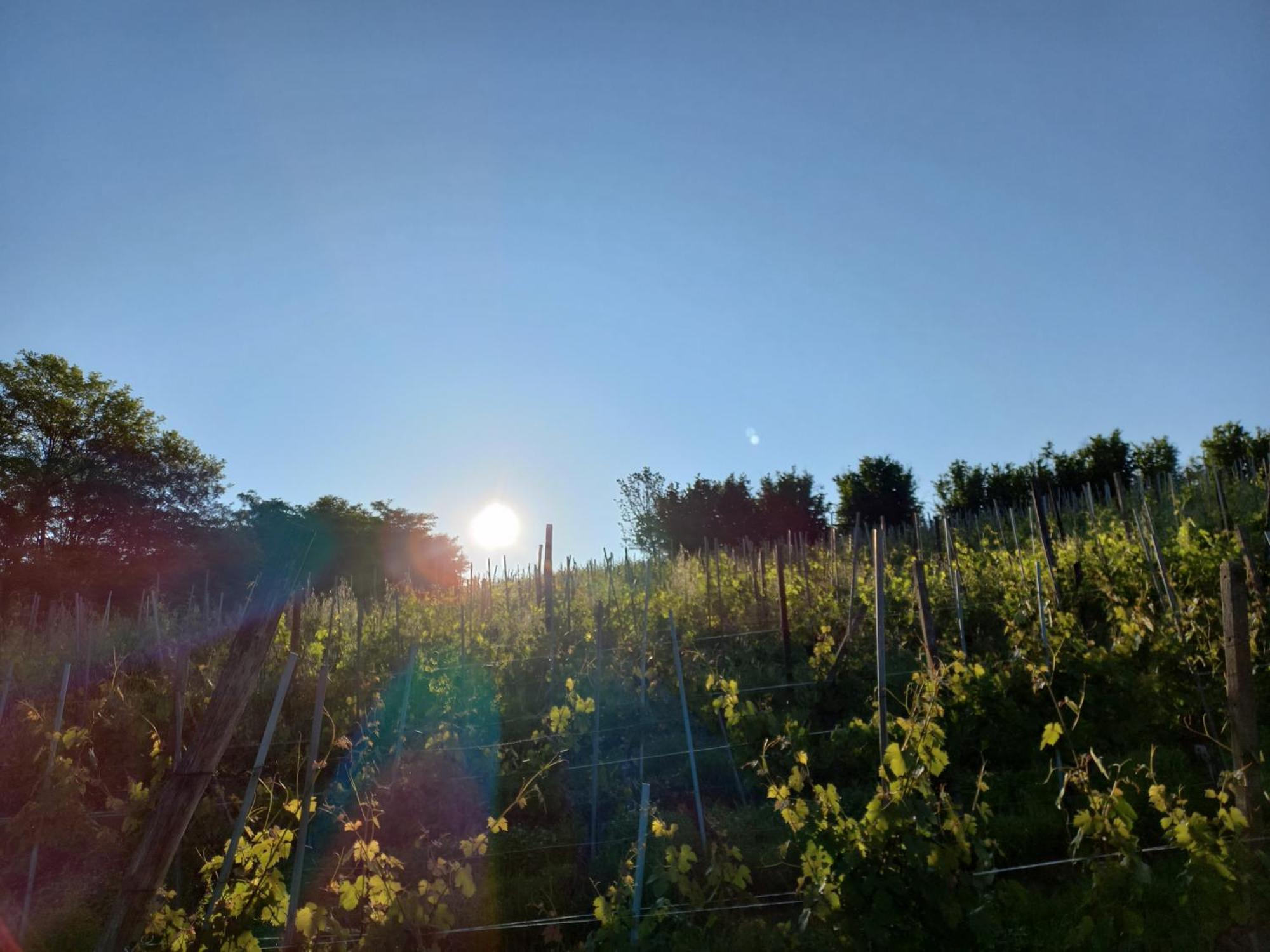 Villa La Briccola Diano dʼAlba Esterno foto